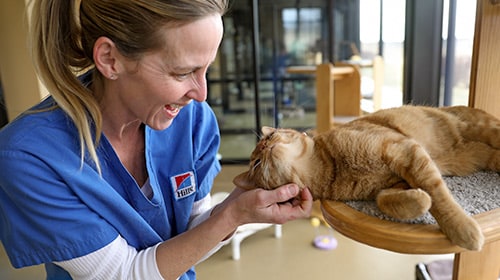 Photo of woman petting cat indoors