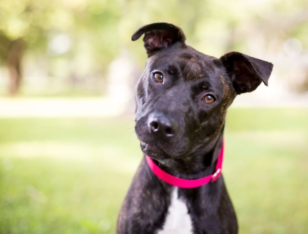 Pitbull terrier Pitbull terrier