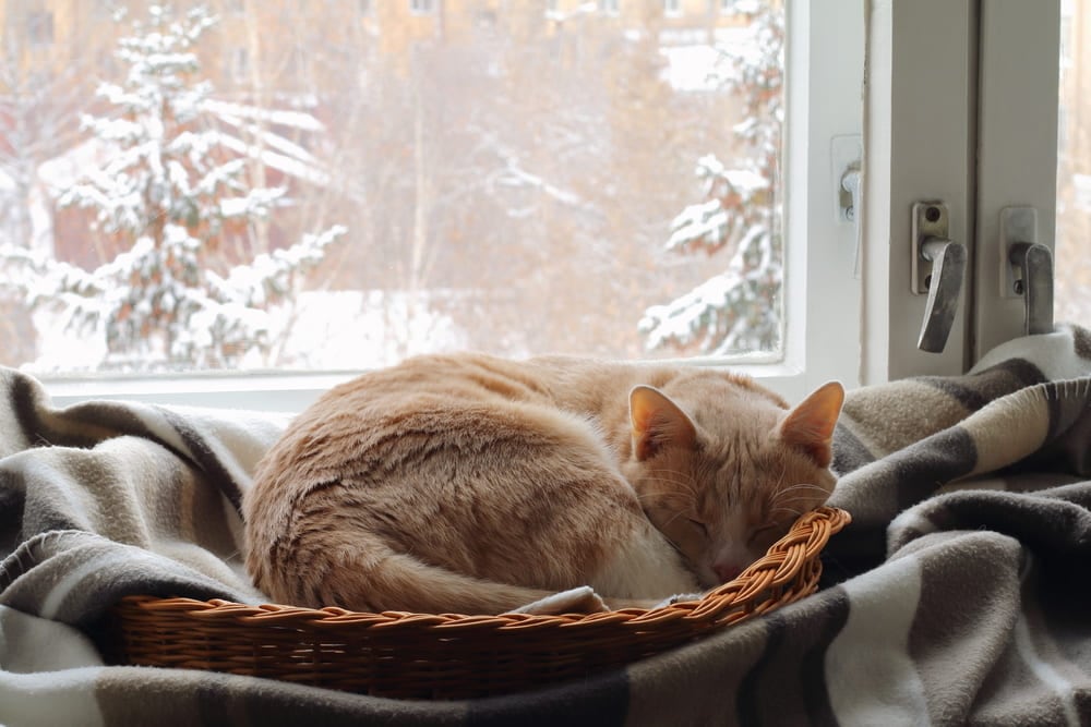 red cat sleeping
