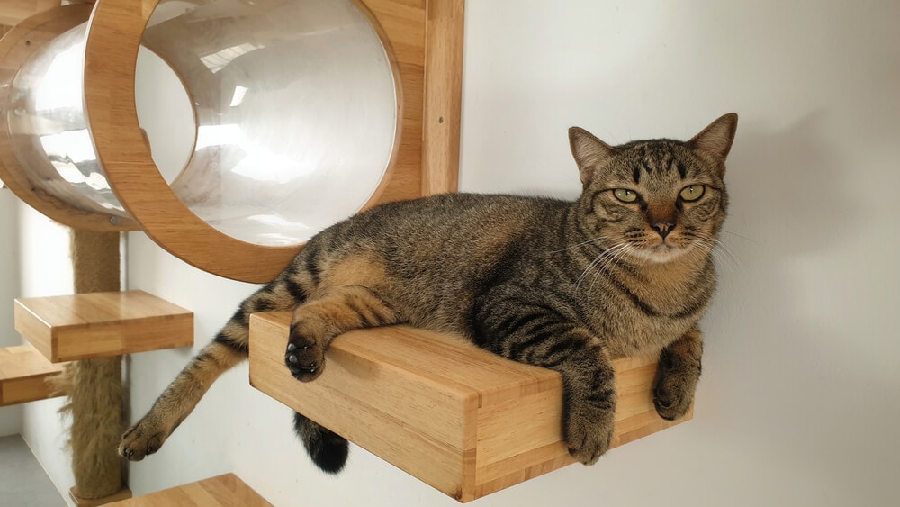 A young tabby cat restin A young tabby cat restin