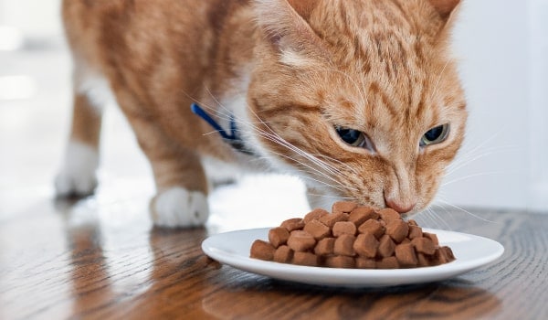 orange cat eating wet food off of plate