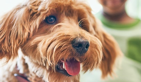 close up image of dog’s nose