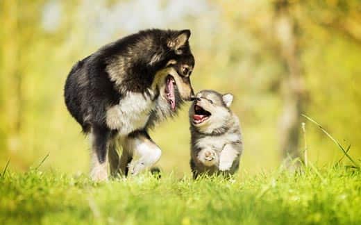 Adult dog nosing a puppy running outside.