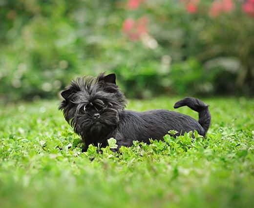 The Affenpinscher Dog Breed
