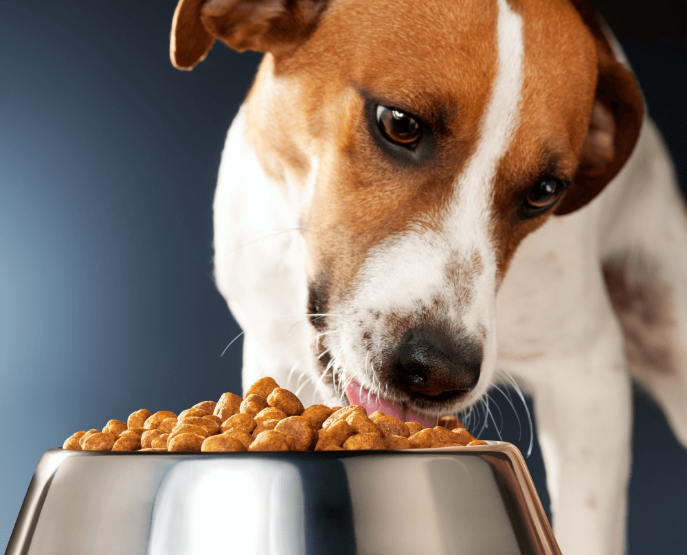 dog eating food