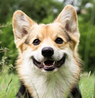 Smiling Corgi in field