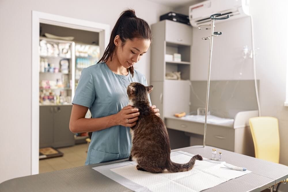 Veterinarian with a cat