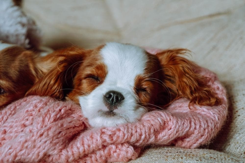 baby dog sleeping on her blanket 