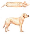 Weight 1