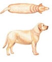 Weight 2