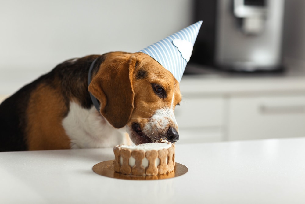  birthday-for-a-dog-of-br