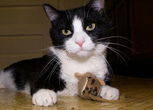 black and white cat with catnip toy Black and white cat with a stuff mouse toy between its paws.