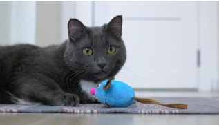 cat-playing