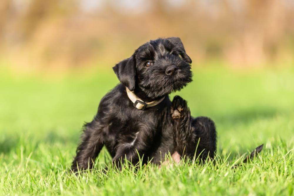 small black dog in the grass scratching his body