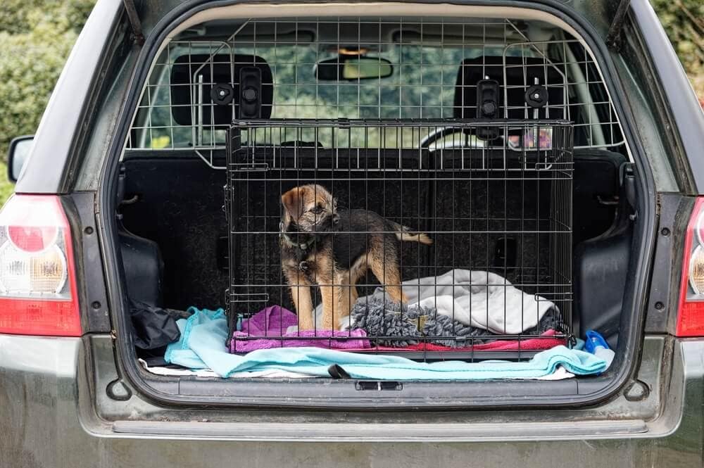 Dog lies next to a woman leaning on a car.