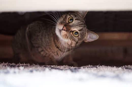 brown striped cat hiding under a sofa