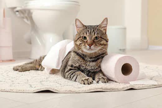 brown tabby cat lying on bathroom floor next to toilet paper
