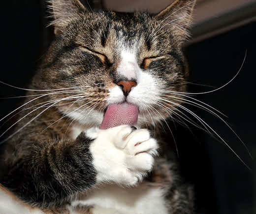 Brown tabby cat with their eyes closed while licking its front paw