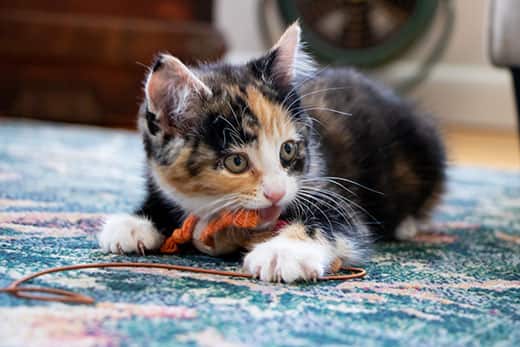 Calico kitten playing with orange and brown rope while laying on blue rug.