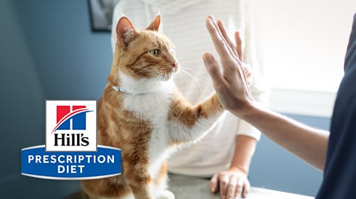  Hill’s Prescription Diet Cat