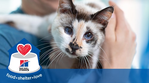 Hill’s Food Shelter & Love