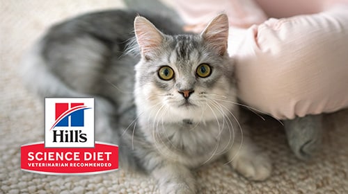 Science Diet Cat