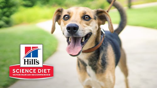 Science Diet Dog