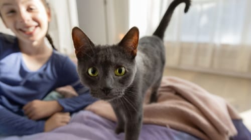 image of happy cat on owner's lap