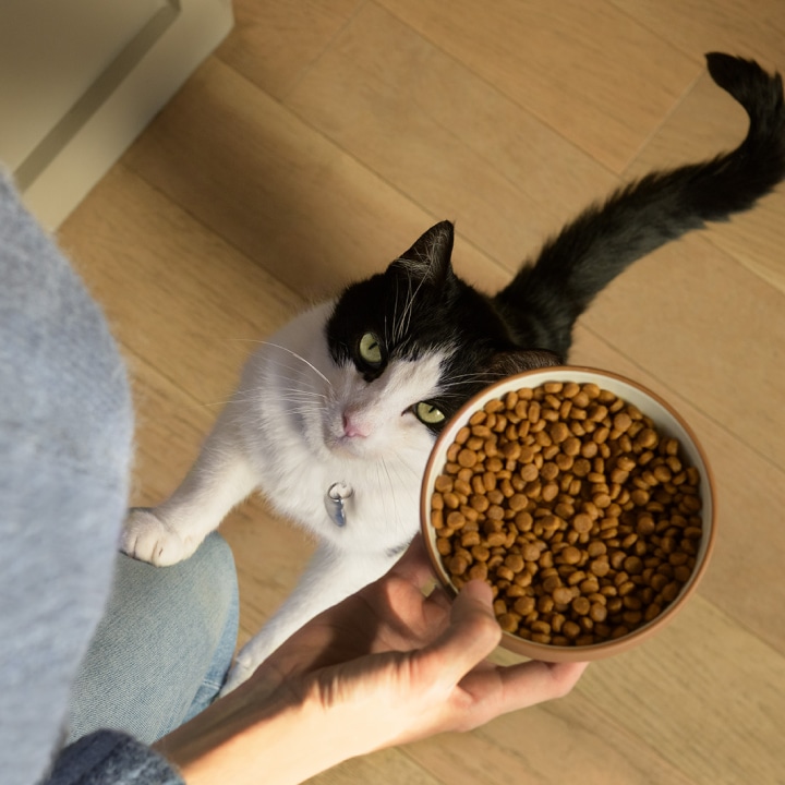 Cata on hind legs being served food bowl
