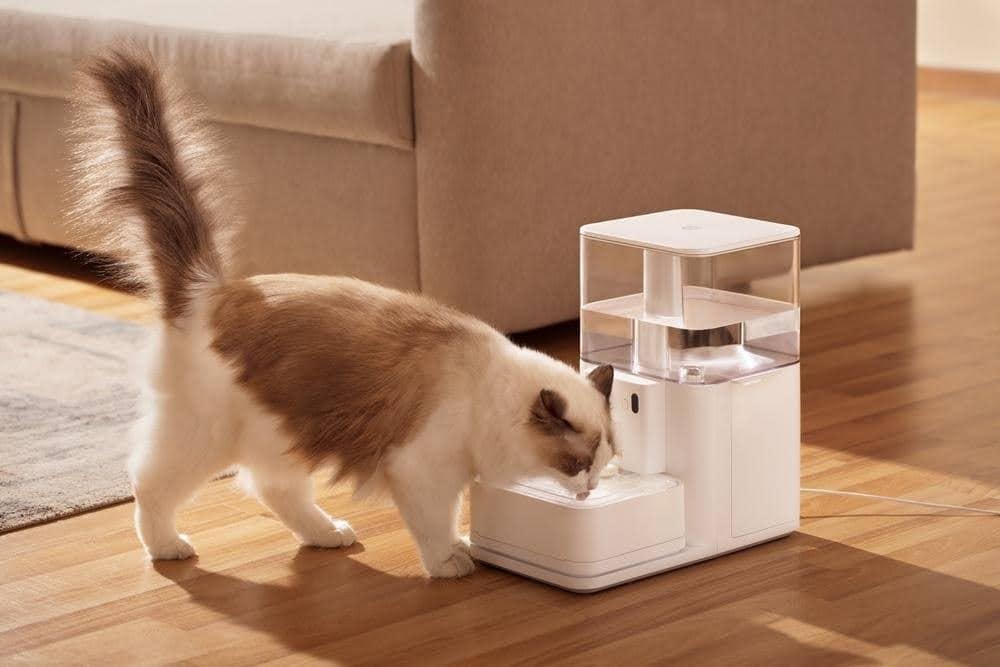 Cat drinking water