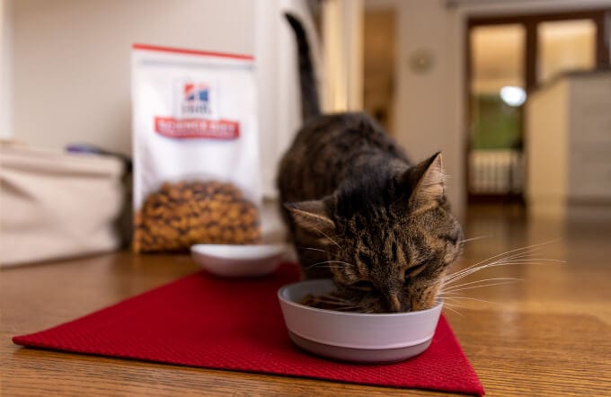 Cat eating food from bowl