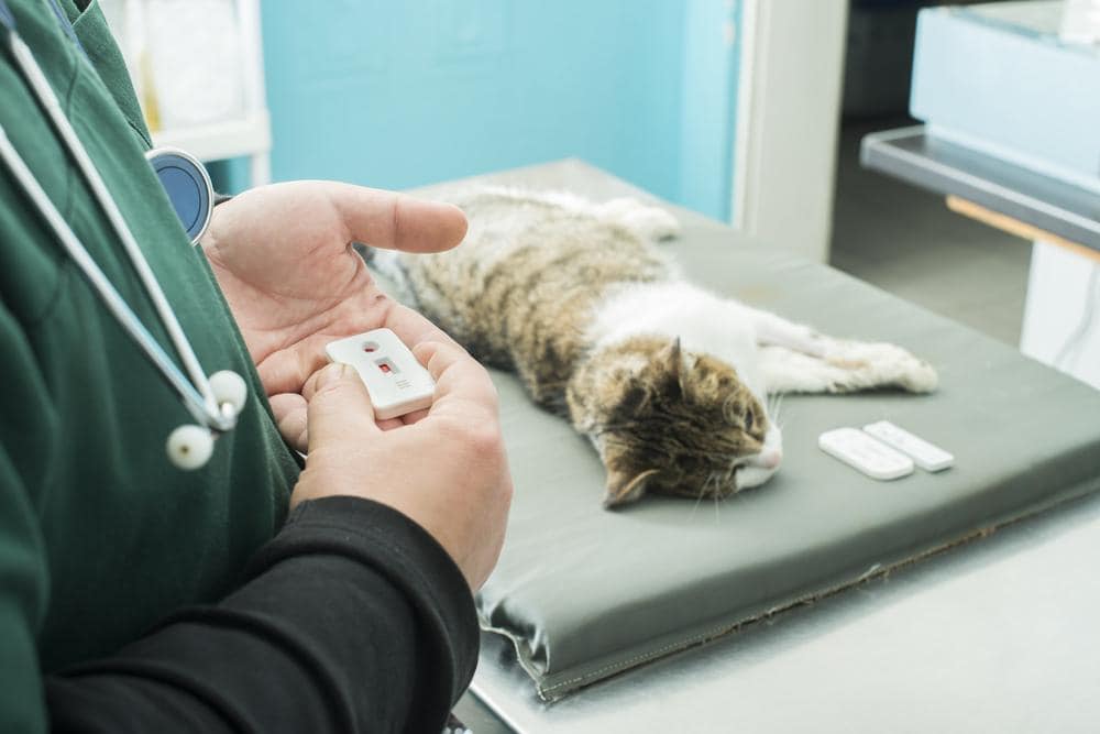cat getting checked on a vet table