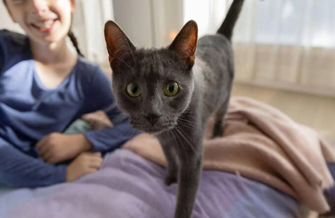 Cat with child