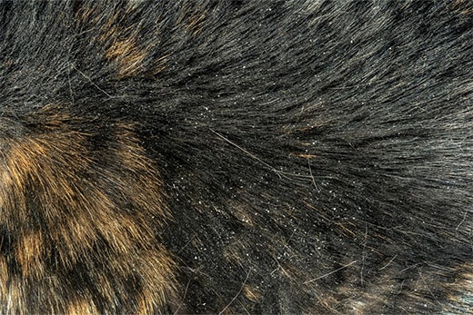 Cat hair