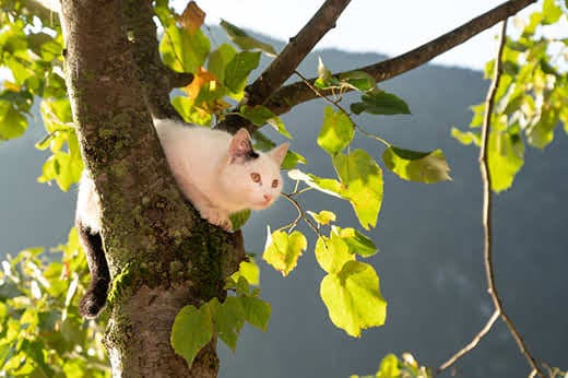 cat hiding in a tree