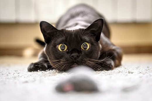 Cat hunting to mouse at home, Burmese cat face before attack close-up. Portrait of funny domestic kitten plays indoor. Look of happy Burma cat preparing to jump. Eyes of playful pet wanting to pounce.