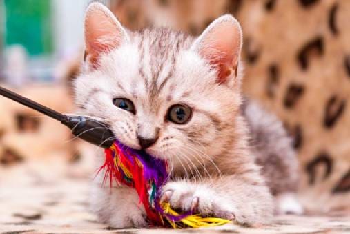 black and white cat with catnip toy cat image