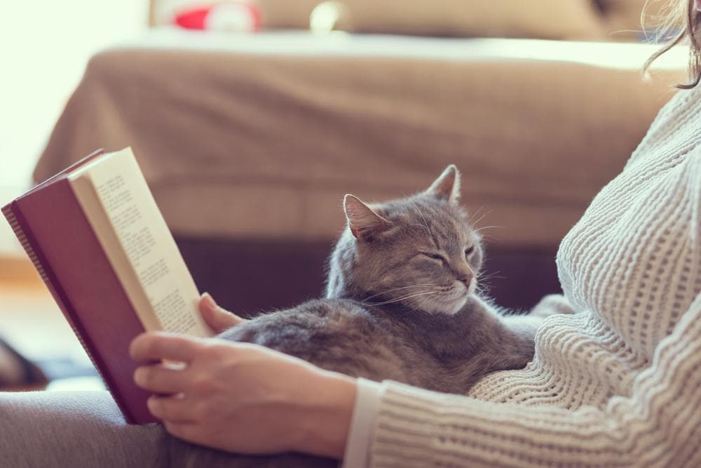 cat in owner lap while she is reading