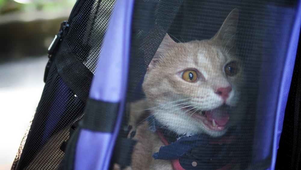Cat in a softshell purple cat backpack