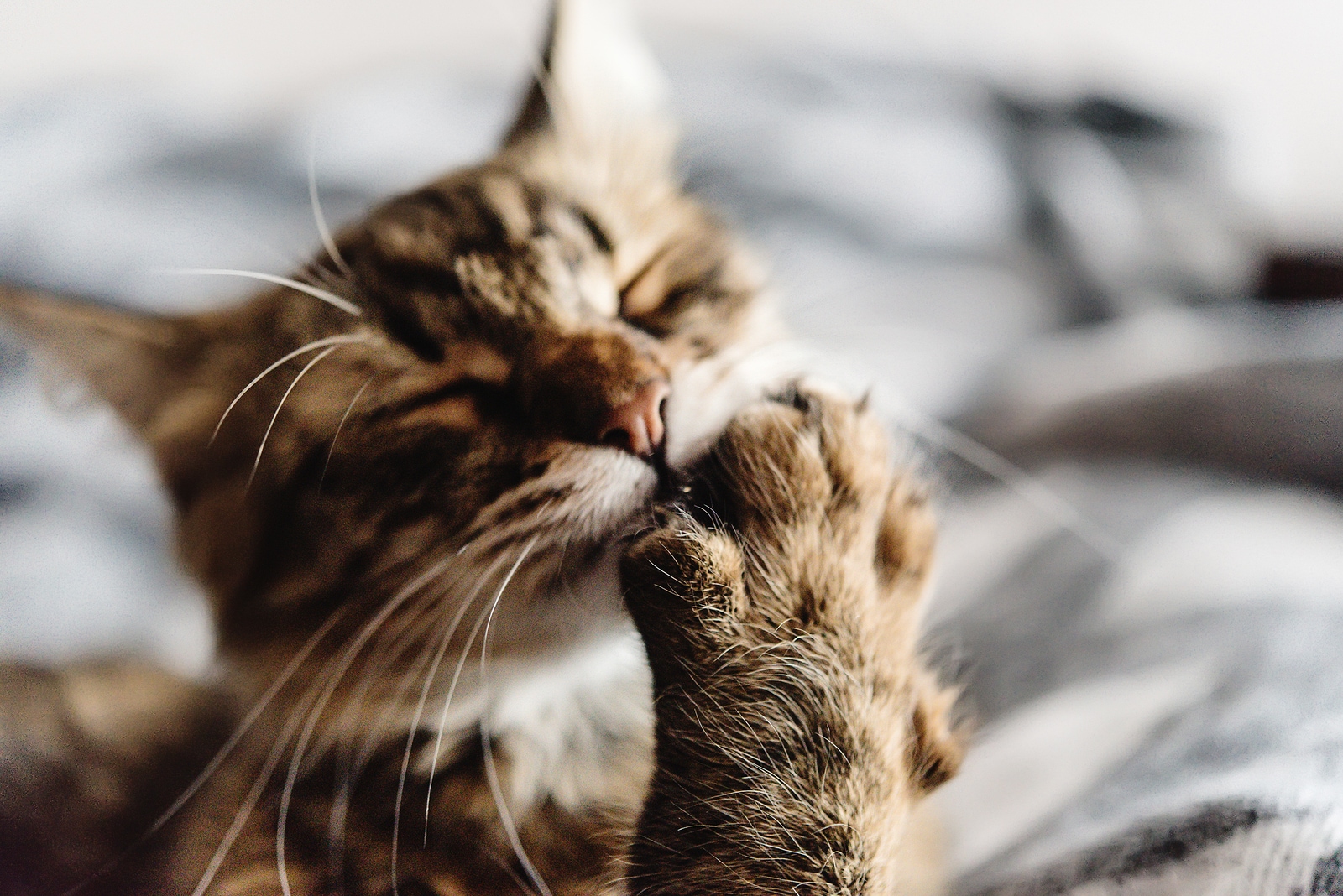 Striped cat licking underside of paw