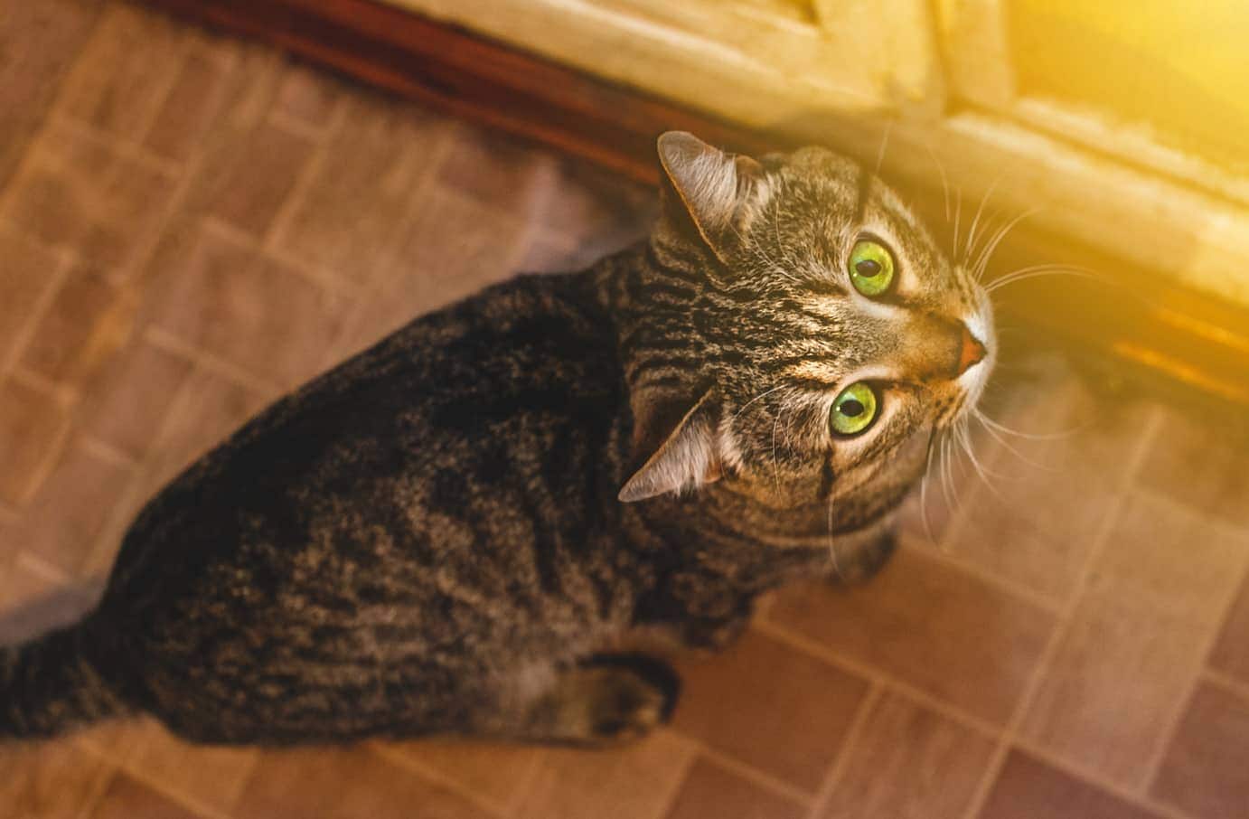 Cat looking up at sunlight through glass door