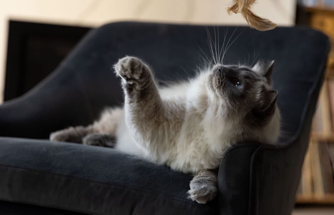 Cat playing on sofa