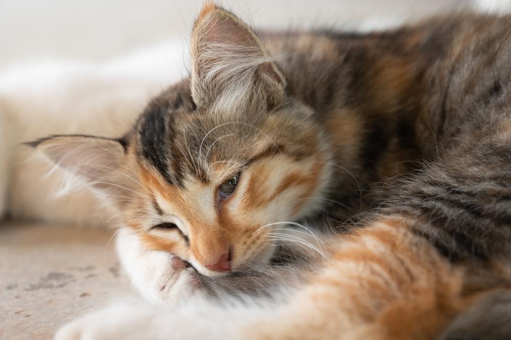 cat resting peacefully 