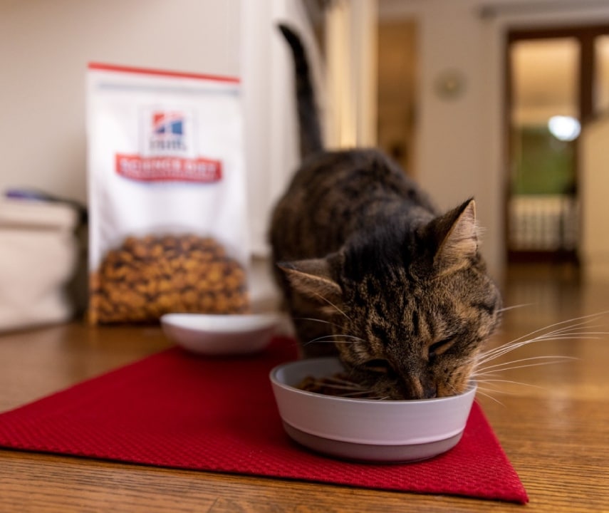 cat eating food with Hill's products in the background