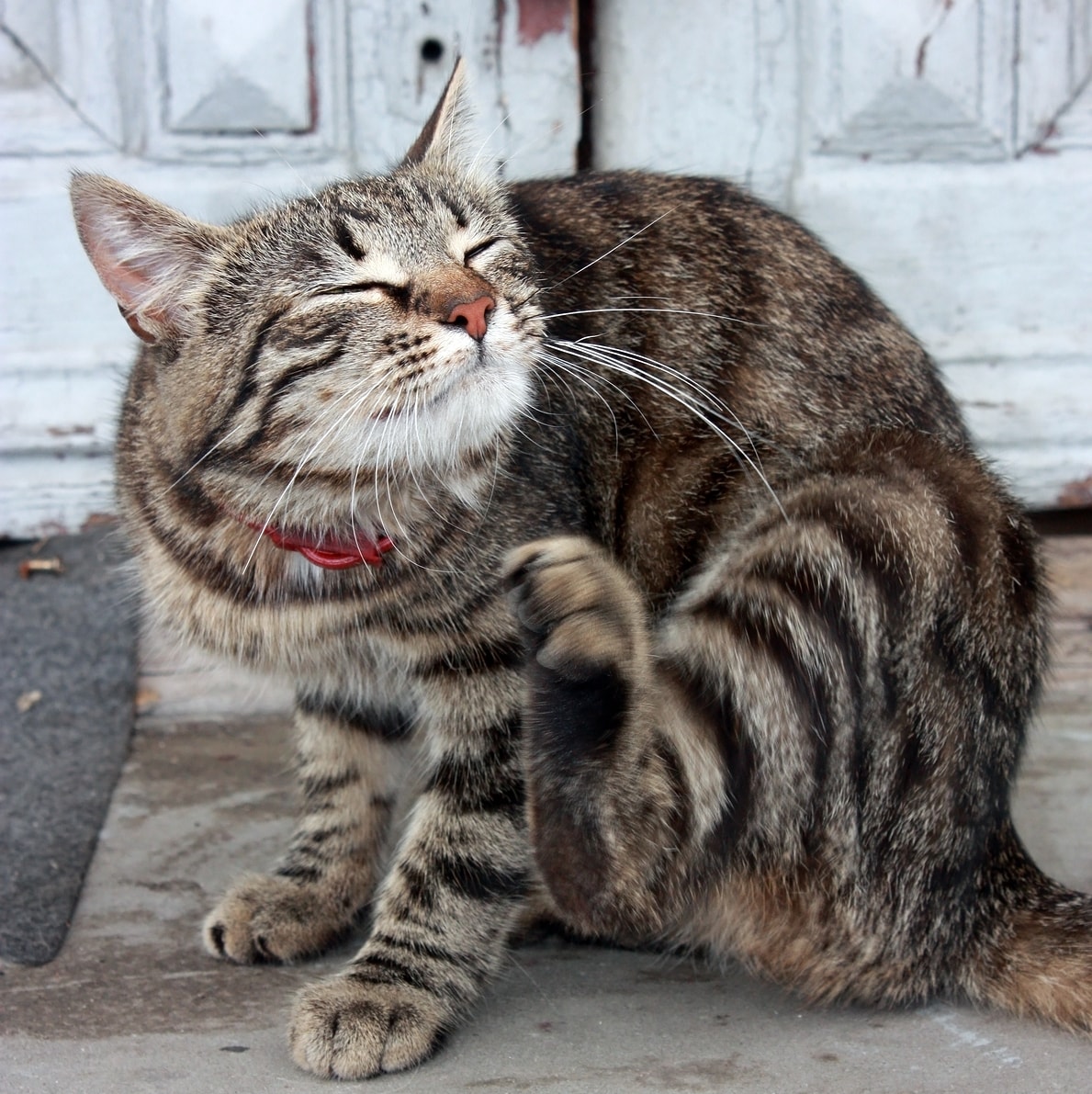 Striped cat in red collar scratches ear.