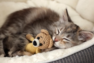 cat-sleeping-with-toy