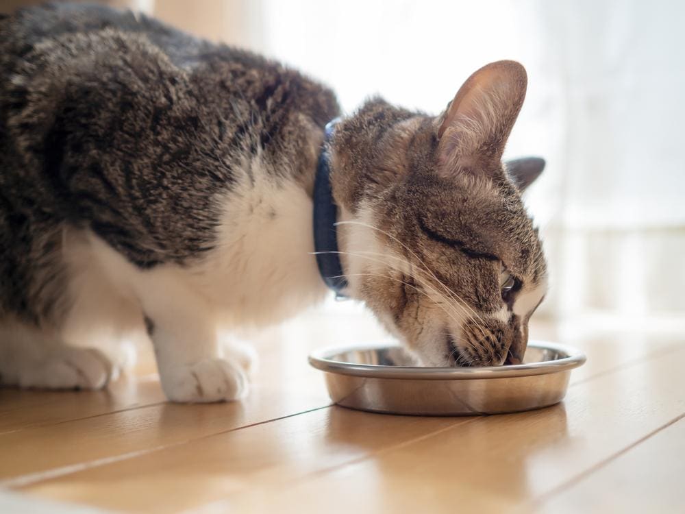 cat with blue collar eating mixed food