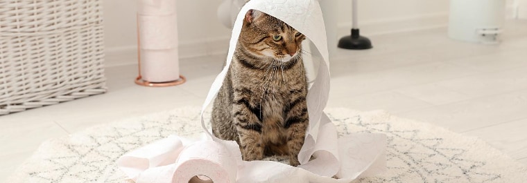A cat sits wrapped in toilet paper