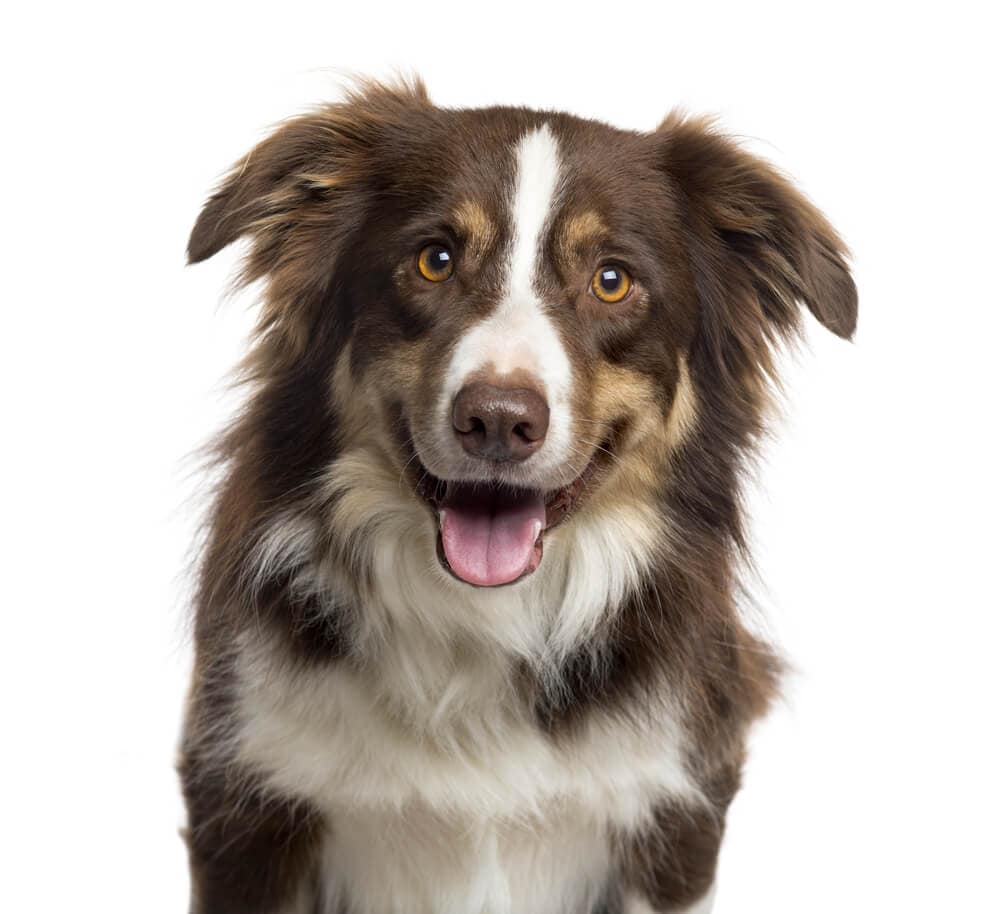 Brown and white dog Brown and white dog