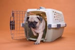 Dog image